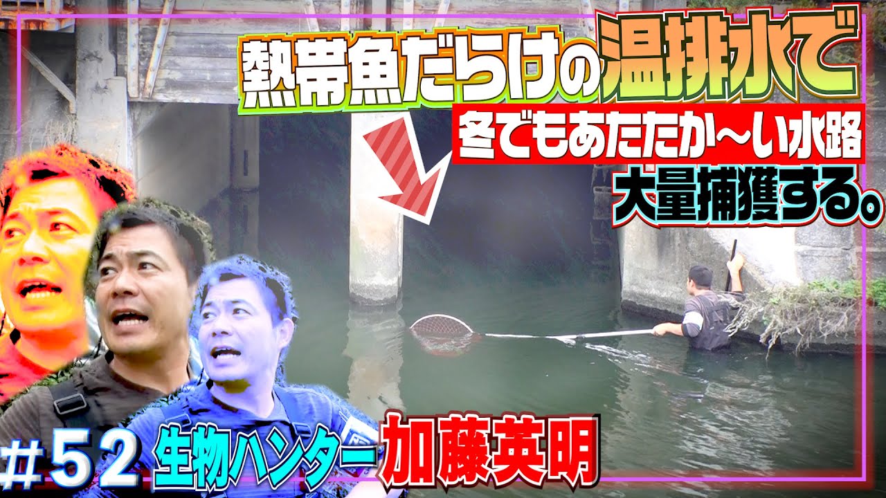 【100万回再生】異常繁殖！熱帯魚の巣窟!?温排水の水路で大量捕獲作戦！ティラピア・ピラニア・アロワナ≫生物ハンター加藤英明