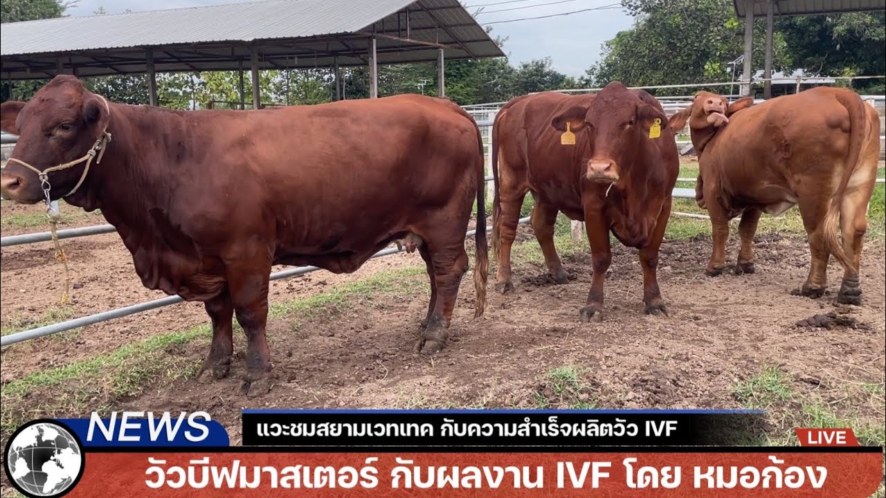 คนเลี้ยงวัวอย่าพลาดคลิปนี้‼️วัวบีฟมาสเตอร์  สายพันธุ์มาแรงแห่งกำไร มีเท่าไหร่ก็ไม่พอขาย @สยามเวทเทค.