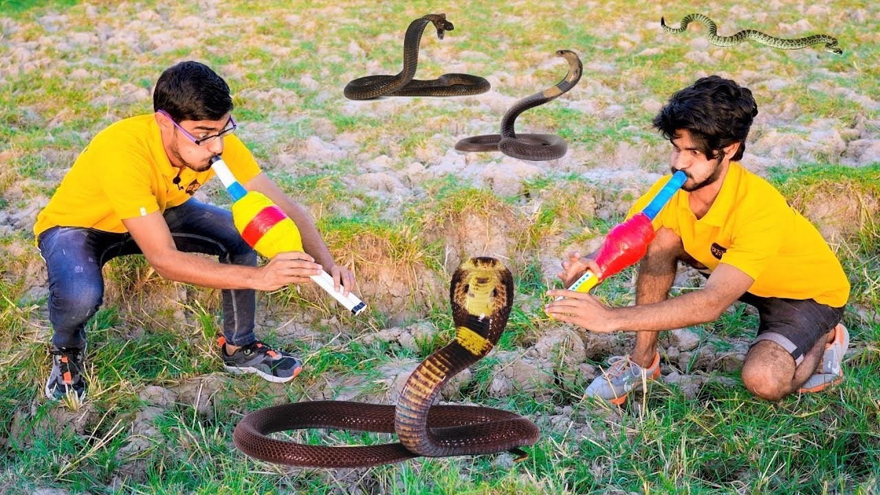 Crazy Xyz New Videos: Searching For Snakes Challenge पहले तो कुछ नहीं मिला, लेकिन फिर