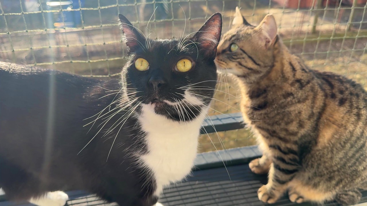 Super Catio Bros