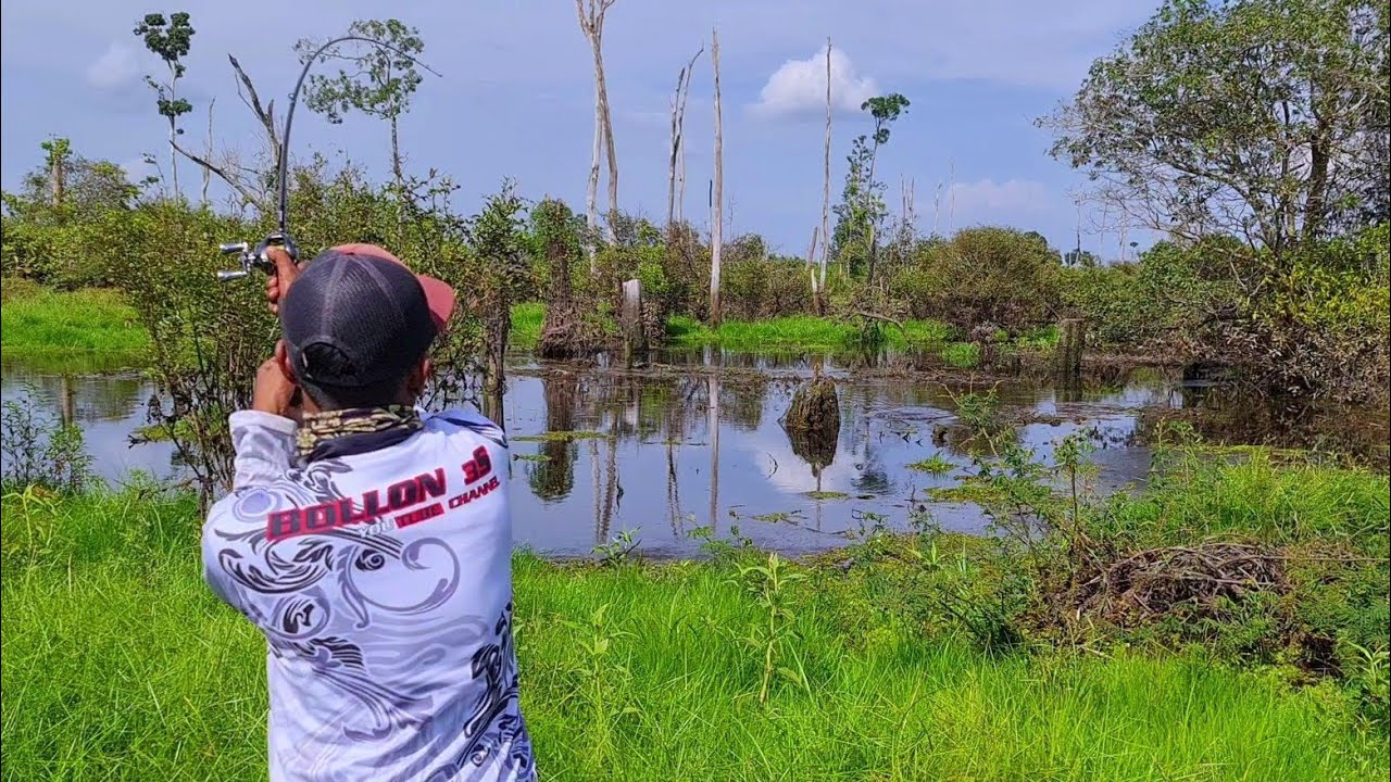 MEREKA ADA DI MANA-MANA..!! MANCING IKAN GABUS DI PEDALAMAN HUTAN RAWA RIAU