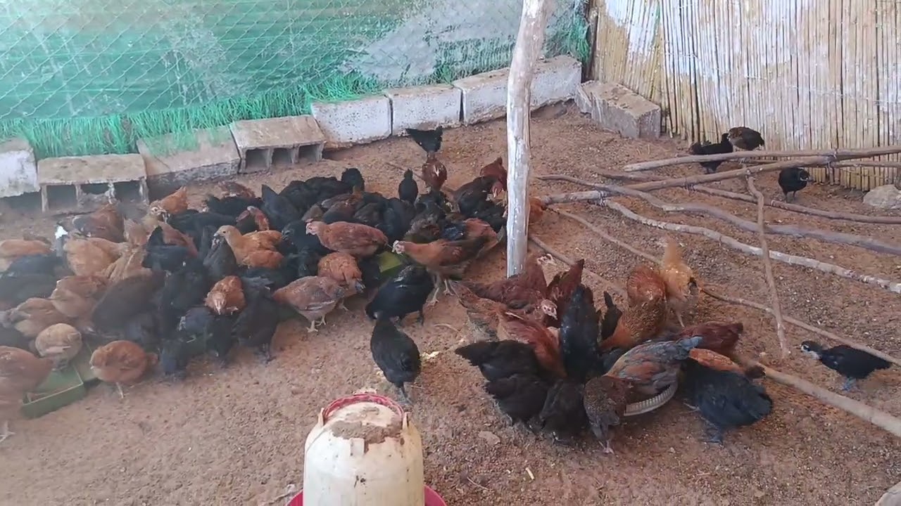 #الدجاج#تتمة فيديو الخلطة المثالية للدجاج في صحة جيدة خلال التقلبات الجوية