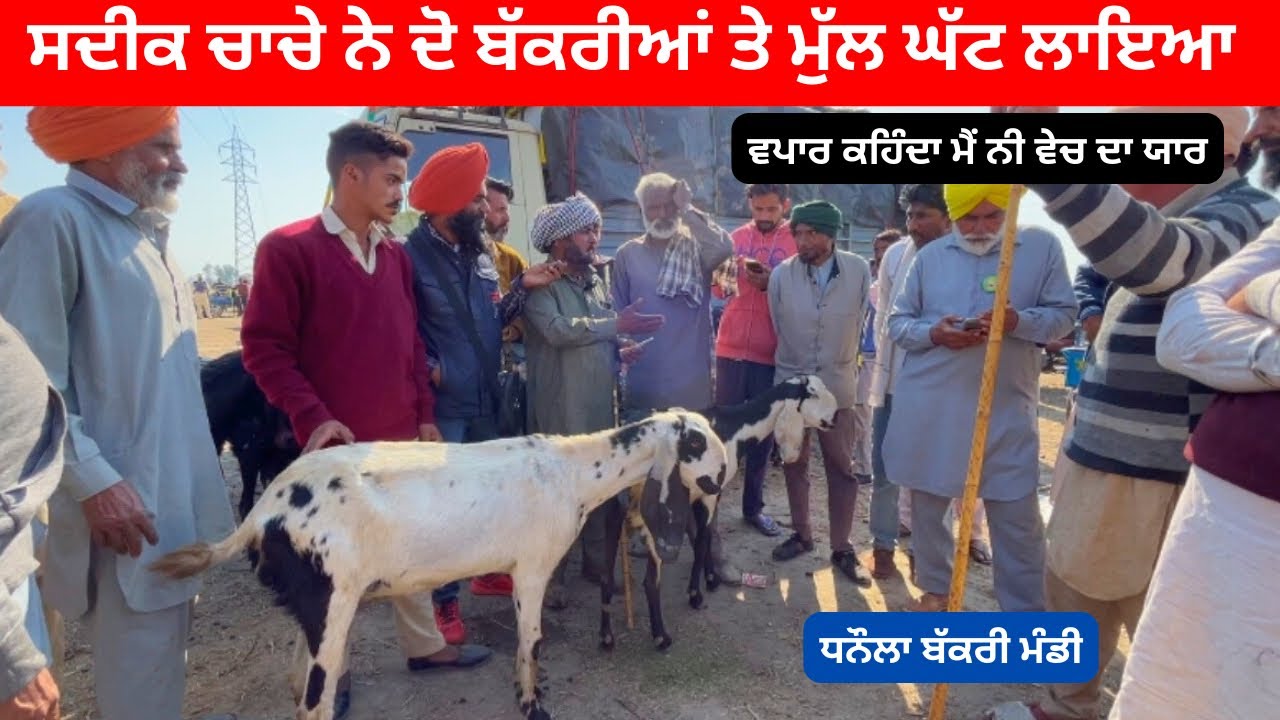 ਆਹ ਚਾਚੇ ਨਾਲ ਬਾਬਿਆਂ ਦੀ ਗਰਾਰੀ ਅੜ ਗਈ ll Dhanaula mandi ll #iltilanatv #goat