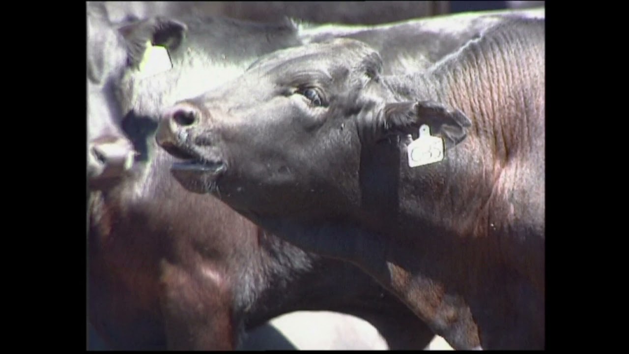 Drakensberger cattle. History of this beautiful breed of animal.