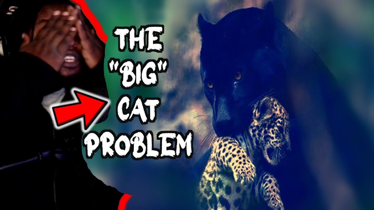 The Ridiculously Complicated World of Cats [Casual Geographic] DB Reaction