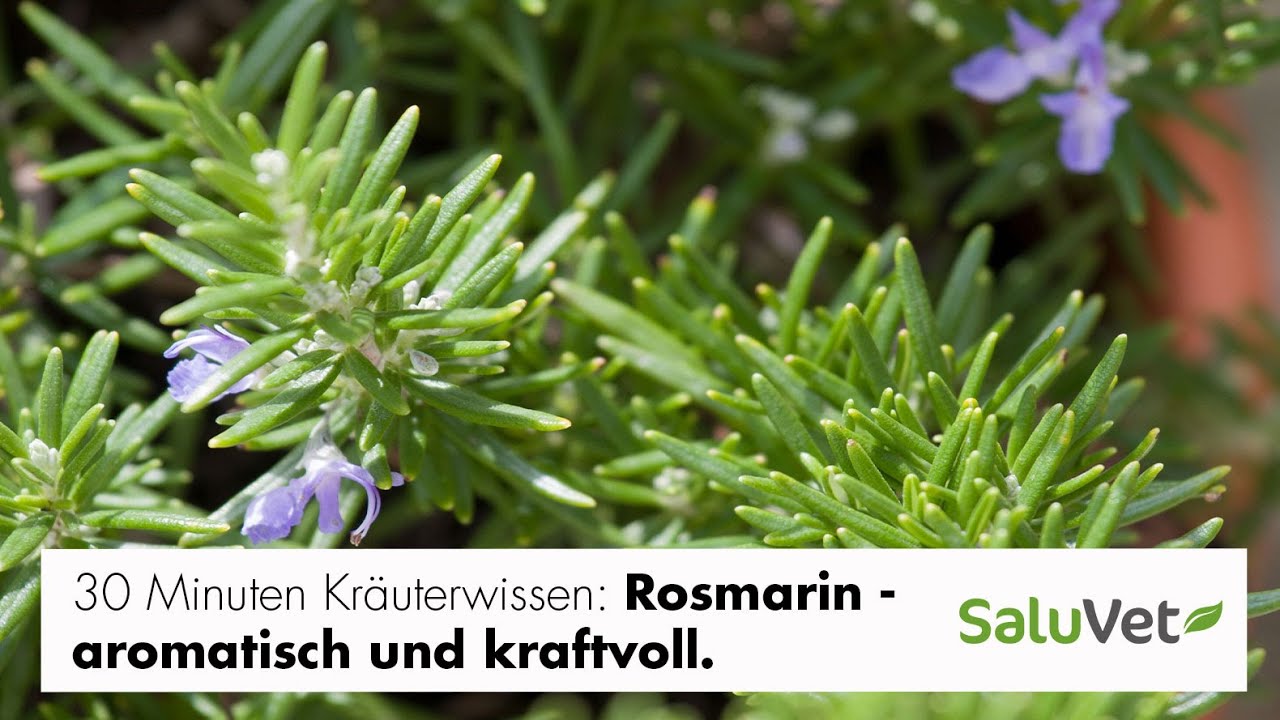 Rosmarin - aromatisch und kraftvoll