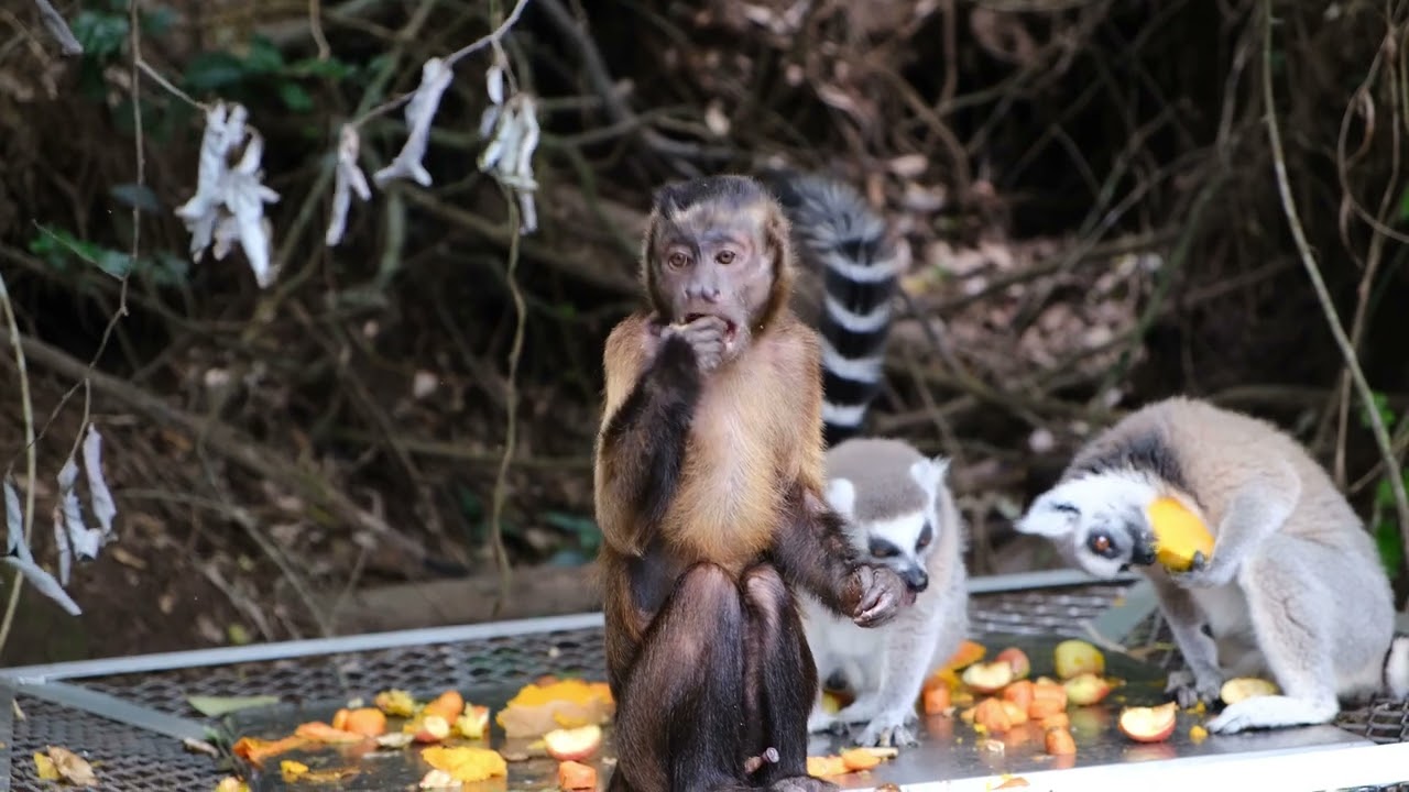MONKEYS for Kids  Fun Monkey Facts for Children! 1