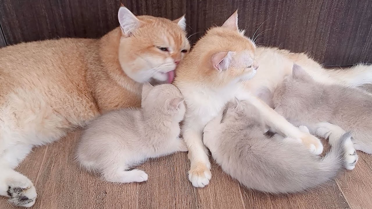 Dad cat Leo's support creates a harmonious, ideal family with kittens and mom cat Mimi.