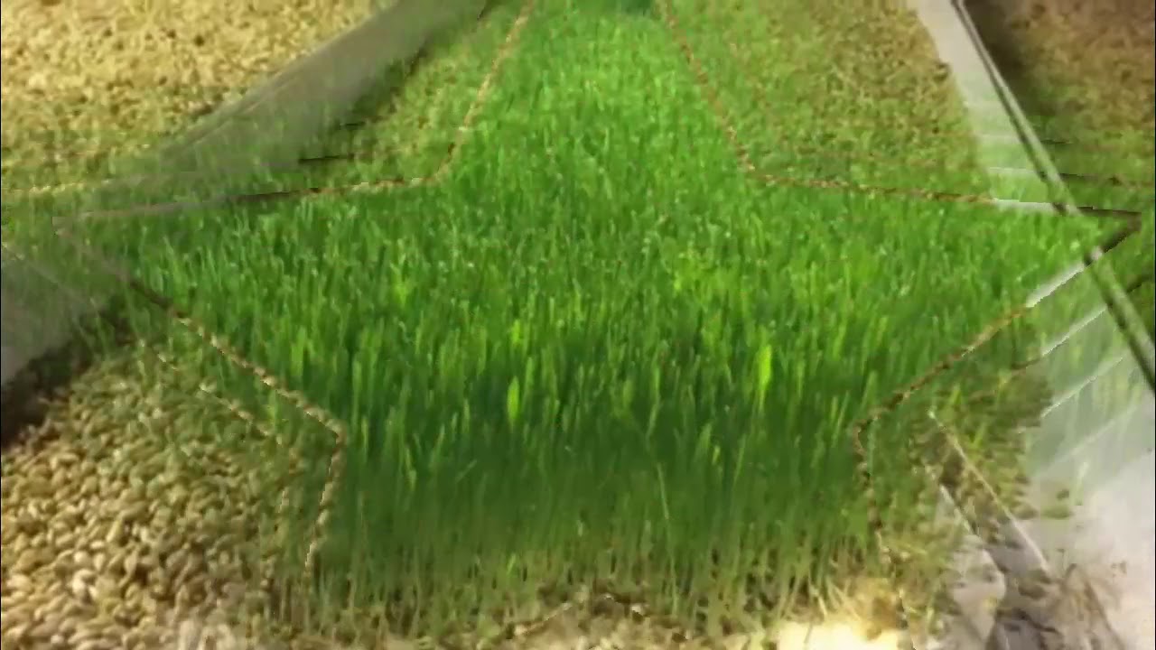 Fodder for the Idaho Pasture Pigs