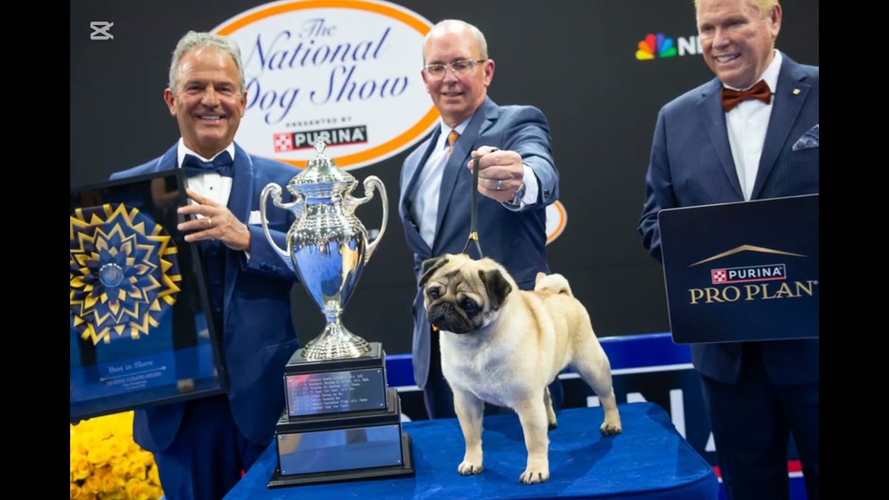 Vito Is First Pug to Win National Dog Show