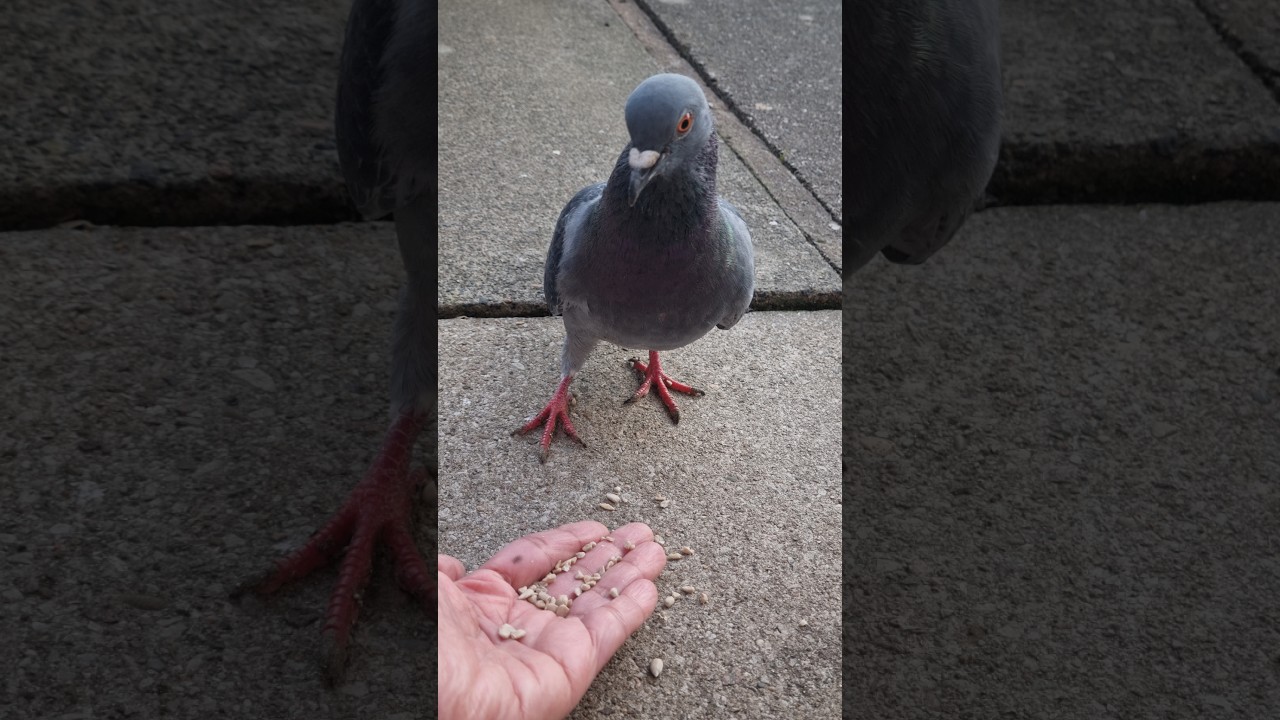 Hand Feeding my Pigeon 🤍🕊️