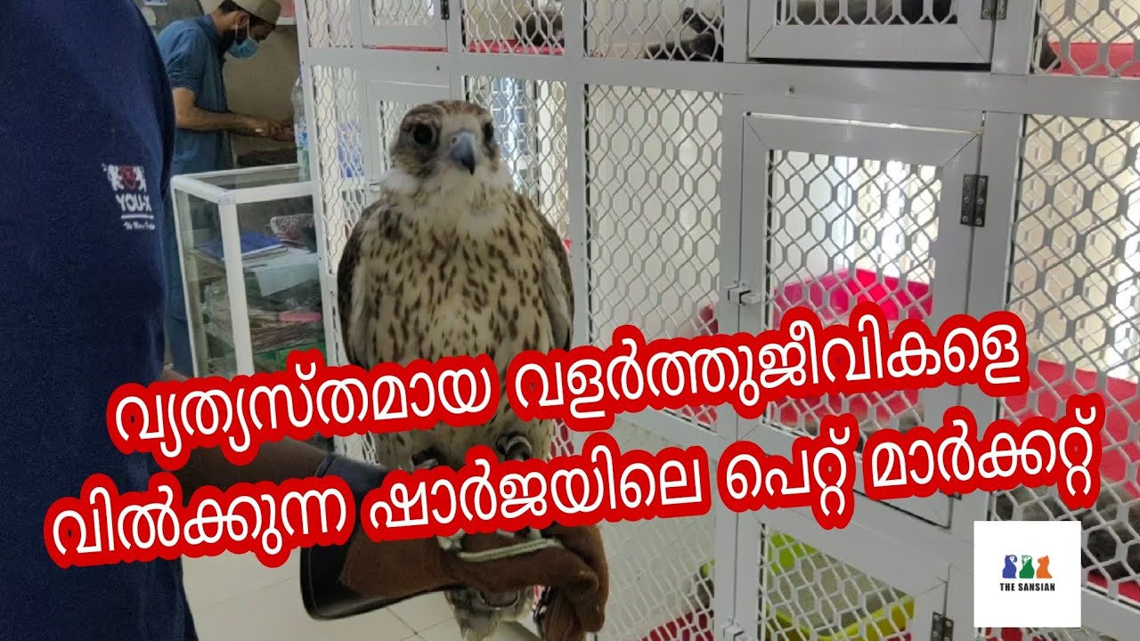 SHARJAH  BIRD'S & ANIMAL MARKET || PET MARKET || ARABIAN FALCON|| MACAW||PEACOCK|| @THE SANSIAN