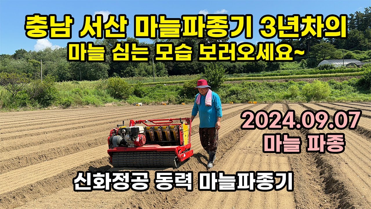 마늘파종기로 마늘 심기(24년9월 충남 서산)_신화정공