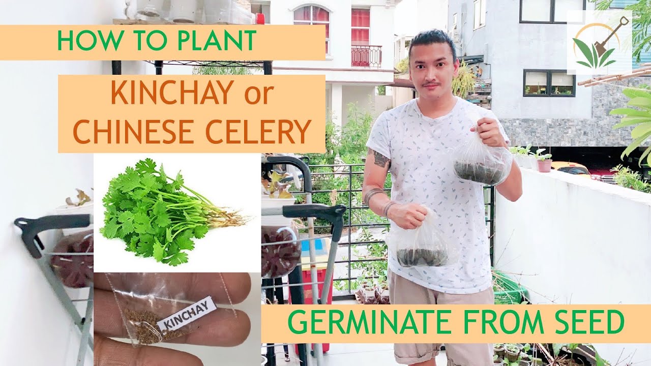 Planting Kinchay / Kintsay or Chinese Celery | Seed Germination Process