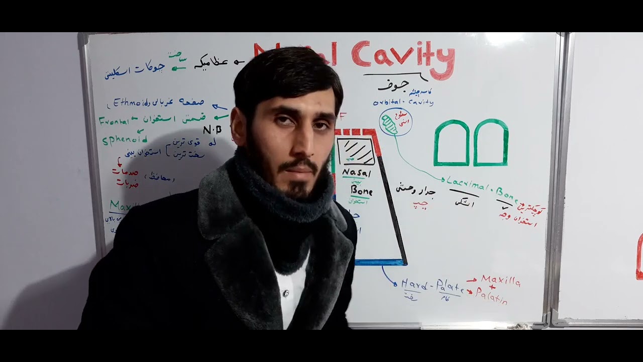 Nasal cavity (24)