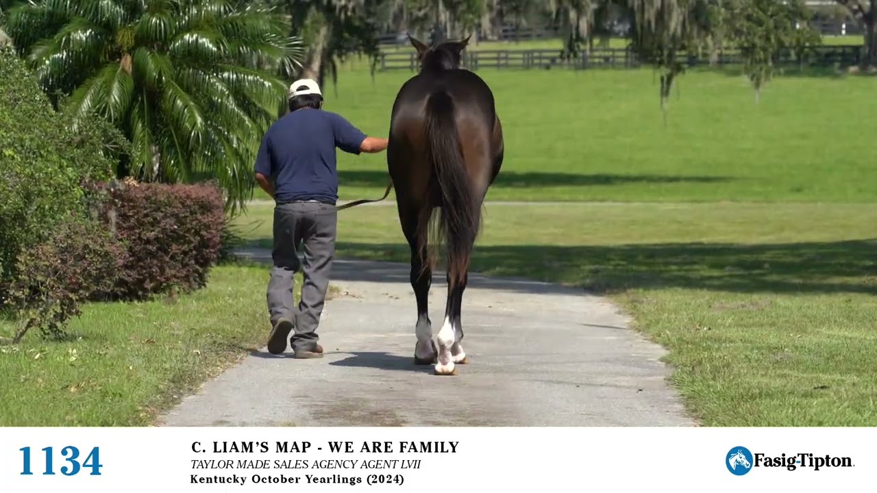HIP 1134 Fasig Tipton October Yearlings