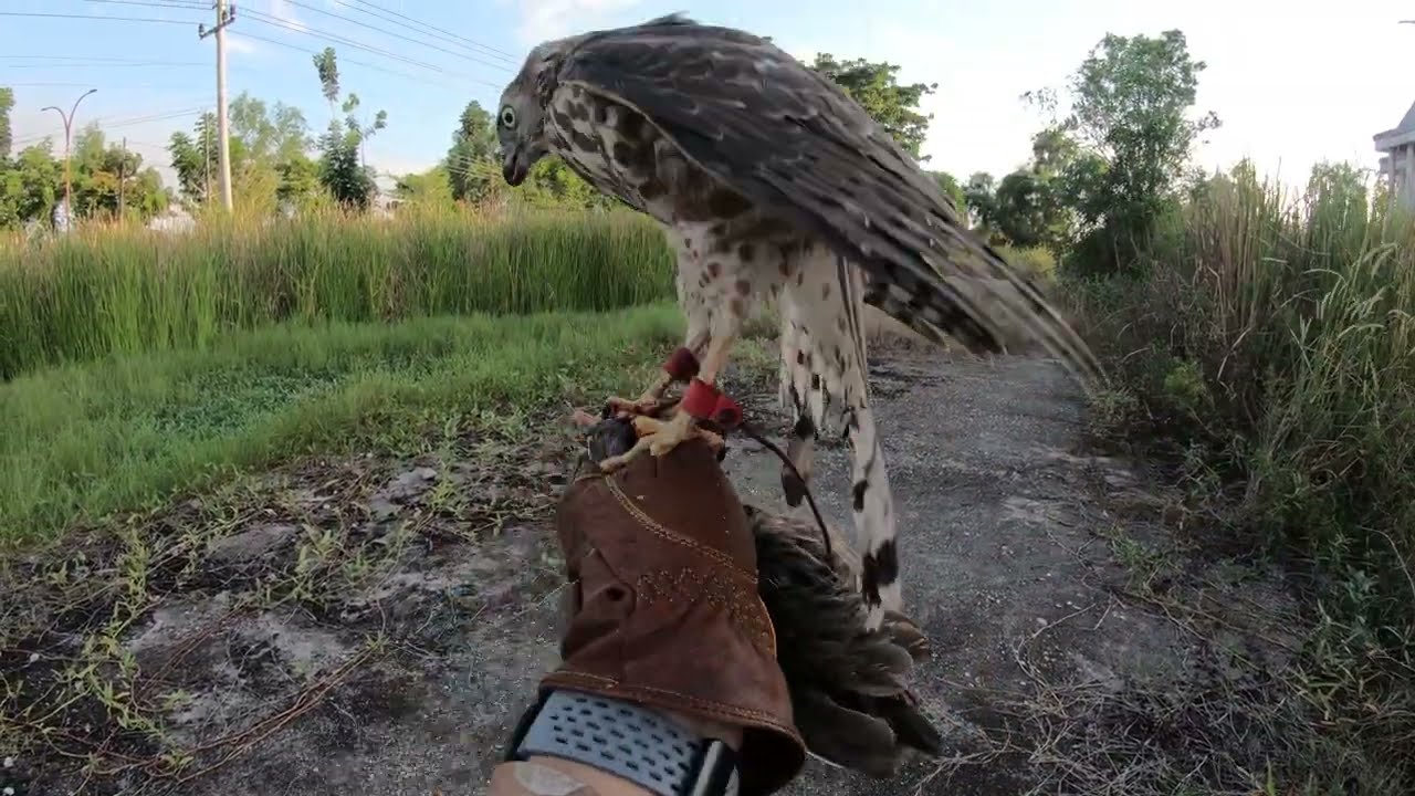 hunting with shikra 