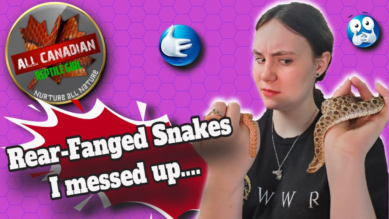 Яд змеи Hognose, он заслуживает нашего уважения!! #allcanadianreptilegirl #hognosesnake