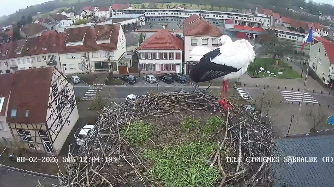 Ville de Sarralbe   Télé Cigognes   Webcam Live Sarralbe, Moselle   Google Chrome 2026 02 08 12 03 2
