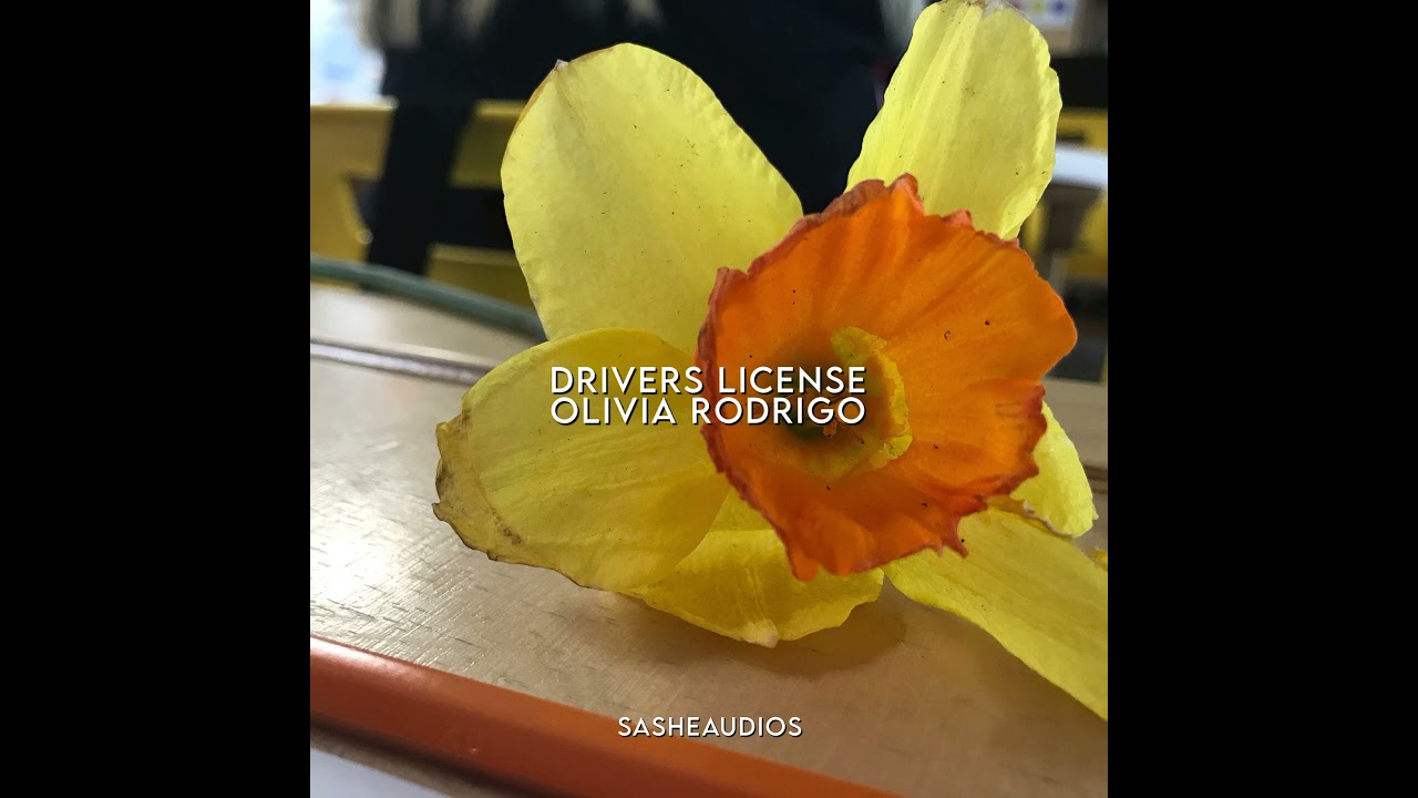 Drivers license (edit audio)