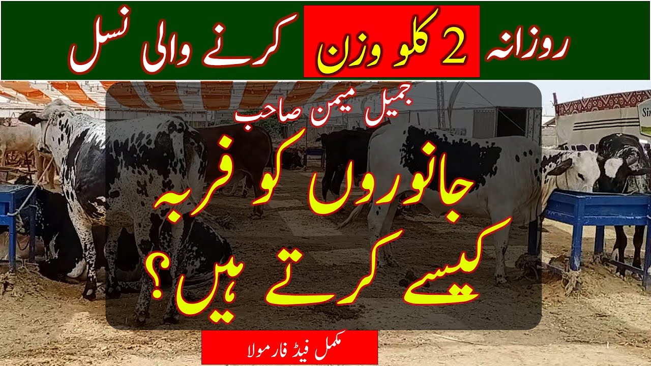 Animals Feed lot fattening formula|How Jamil Memon fattened animals|Beautiful Qurbani animals