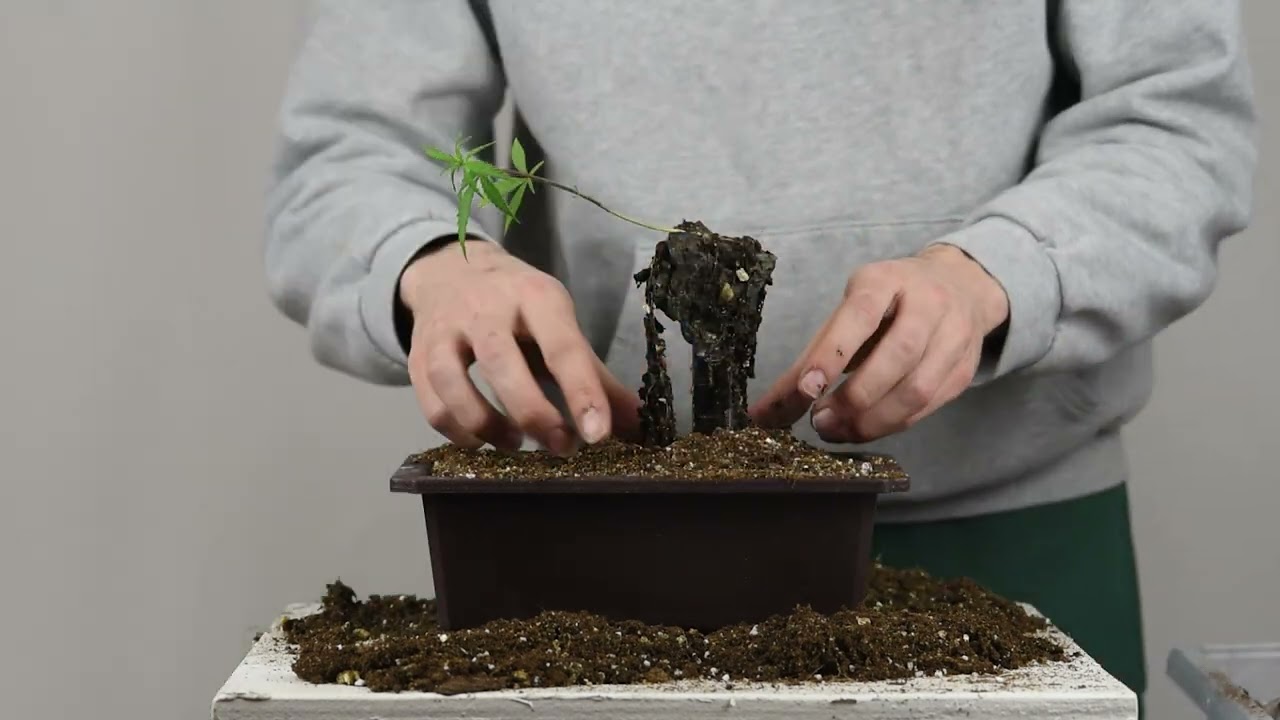 Floating Rock Cannabonsai pt.1 - Root Arrangement
