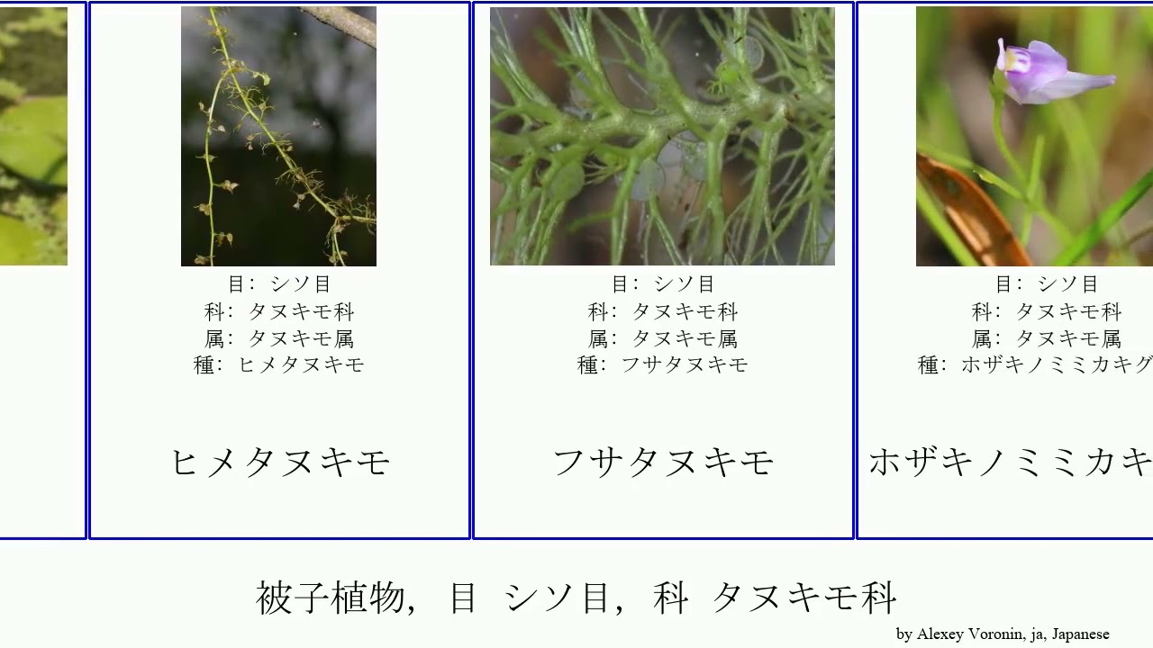 被子植物, 目 シソ目, 科 タヌキモ科 angiosperms ウトリキュラリア・アルピナ Buttered ノタヌキモ ヒメタヌキモ エフクレタヌキモ ゲンリセア属 タヌキモ属 Nat Rum