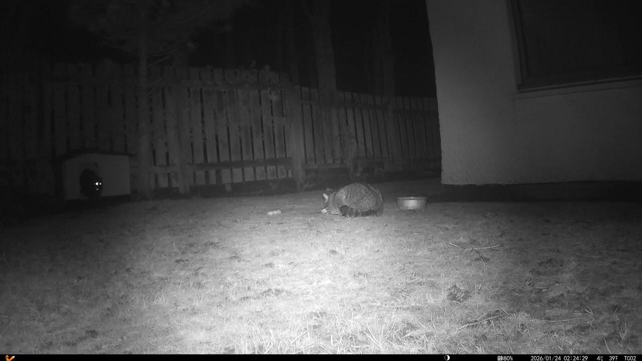 A new cat in the garden being watched closely by the Neighbours Cat who visits every night #cats