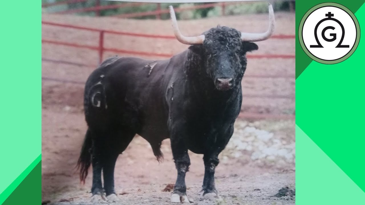 Toros de Fuente Ymbro Para la Feria de Dax 2012/2013