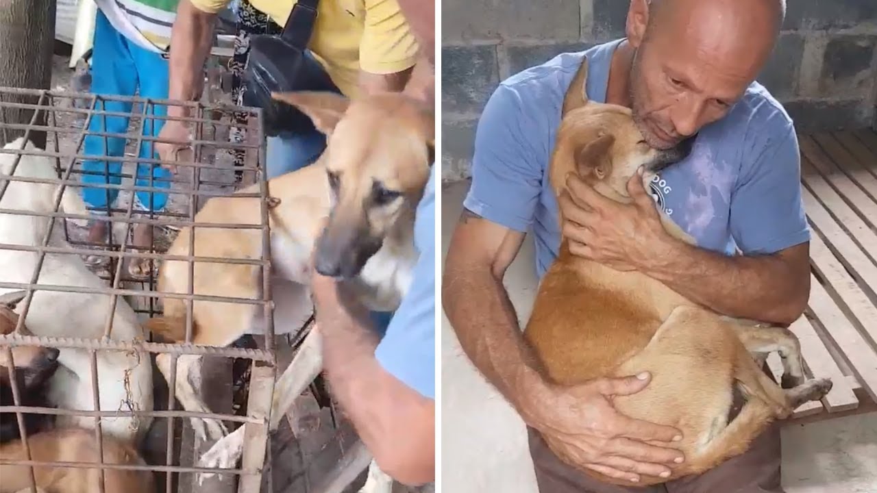 💚 Perrita rescatada sólo quiere ser abrazada por su salvador
