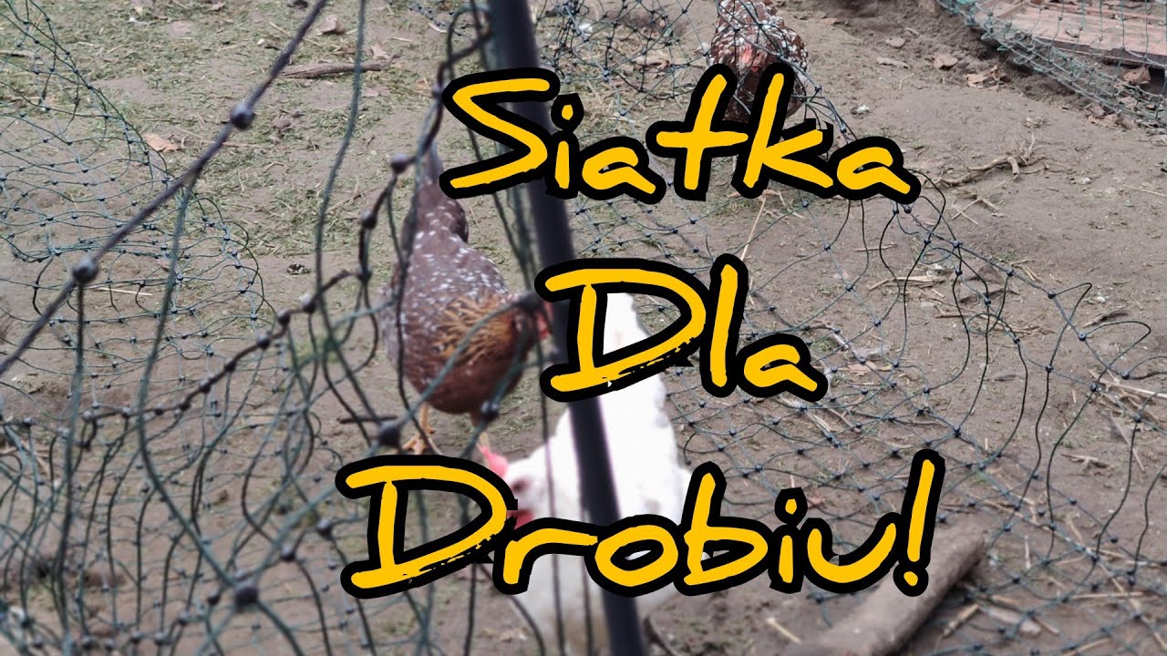Hodowla Kur - Siatka dla DROBIU 🐔| Warto czy nie warto 🎥🎙