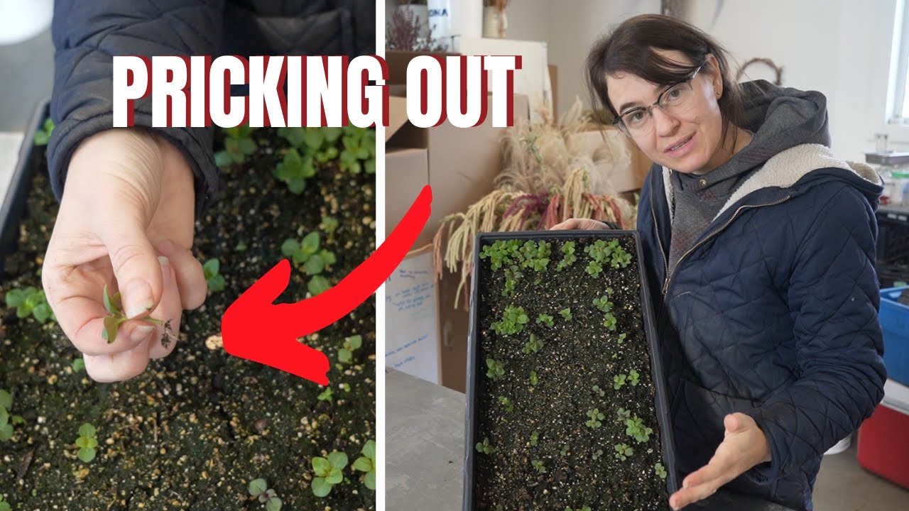 Snapdragon Seedlings The EASY Way