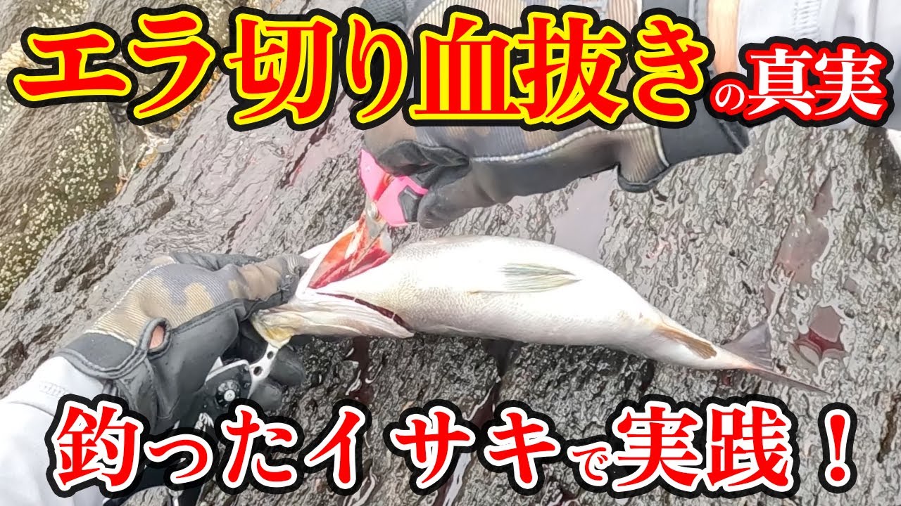 【釣った魚の締め方】脳締め→エラ切り血抜き→神経締め→鬼絞め。［イサキ編］