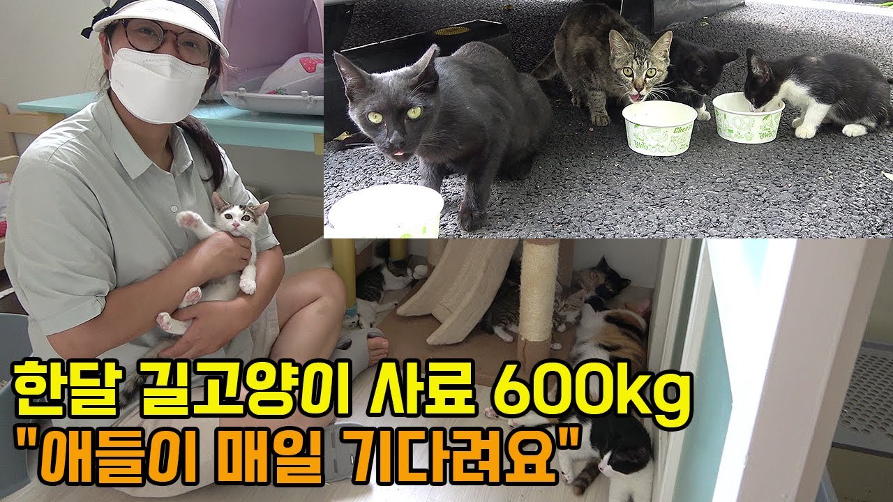 음식점 폐업 앞두고 아픈 애들 치료하다 1억원 빚진 30마리 고양이 엄마