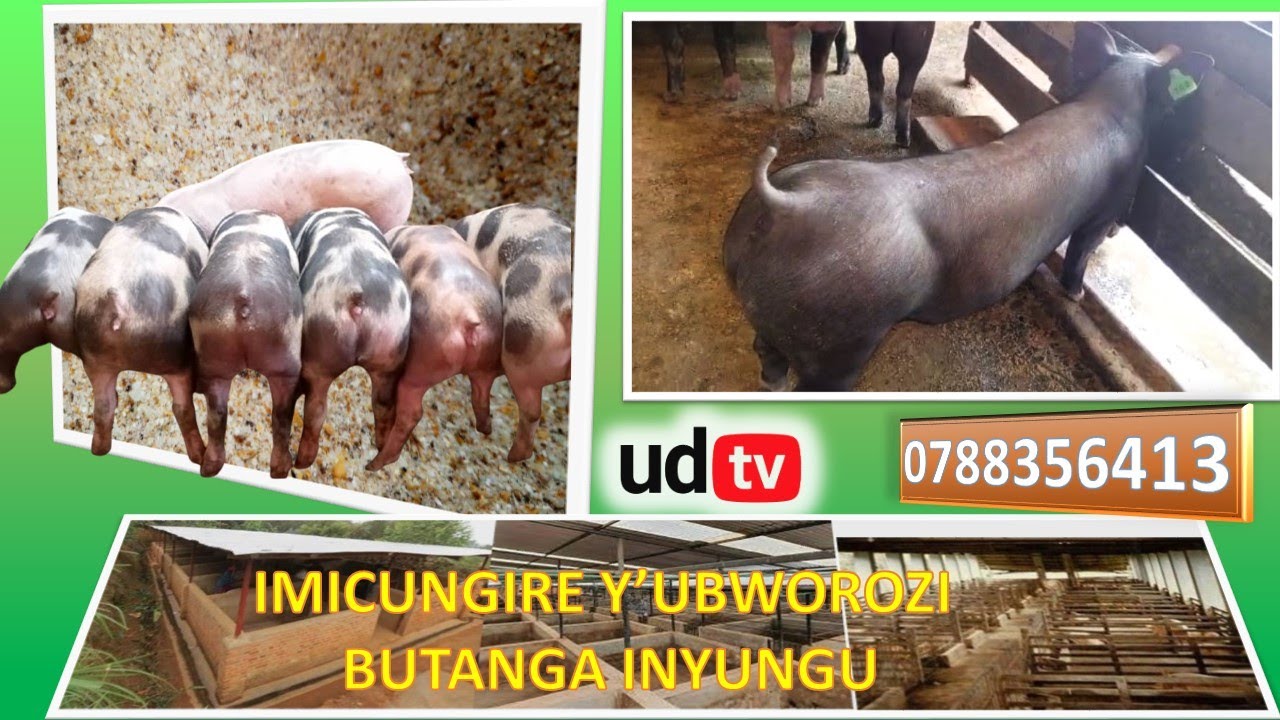 IMICUNGIRE Y’UBWOROZI BW’INGURUBE BUTANGA INYUNGU.