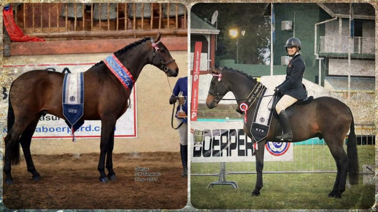 KLINKER STUD: SA BOERPERD: Intelligent, Trainable Athletes. Jacobsdal, South Africa