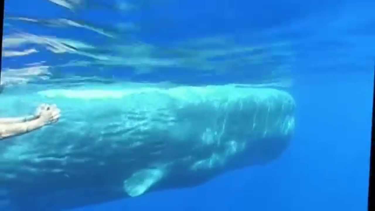 Sperm whale bachelor groups off Ischia Island