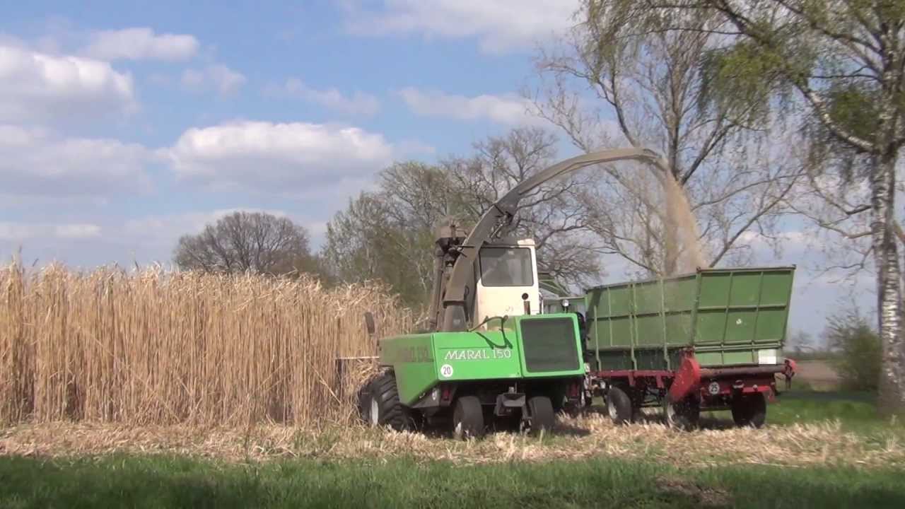 Miscanthus Ernte Häckseln mit Maral 150 und Kemper Champion 3000 2013 HD Teil 2