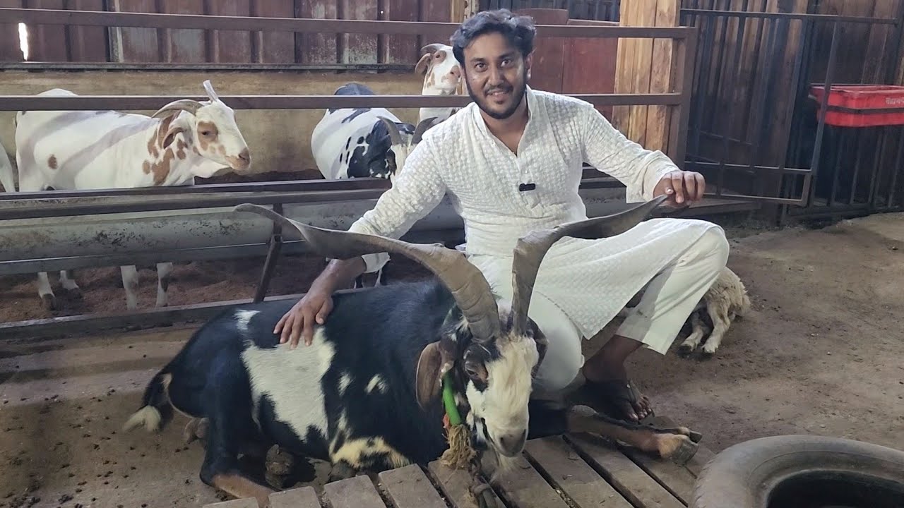 Full Tour Of Al Adl Goat Farm Mahpoli Bhiwandi | Quality Palai Results Of Amir Bhai.