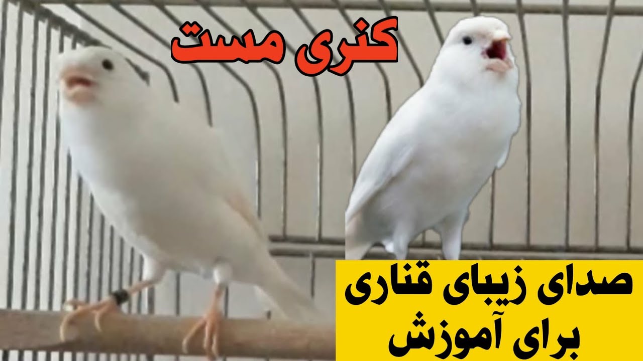 کنری مست/خواندن کناری مست/قناری با صدای عالی/KANARYA sesi