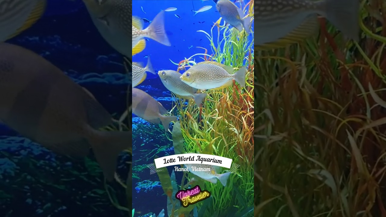 Inside Lotte World Aquarium, Hanoi | Vietnam’s Largest Marine Adventure! 