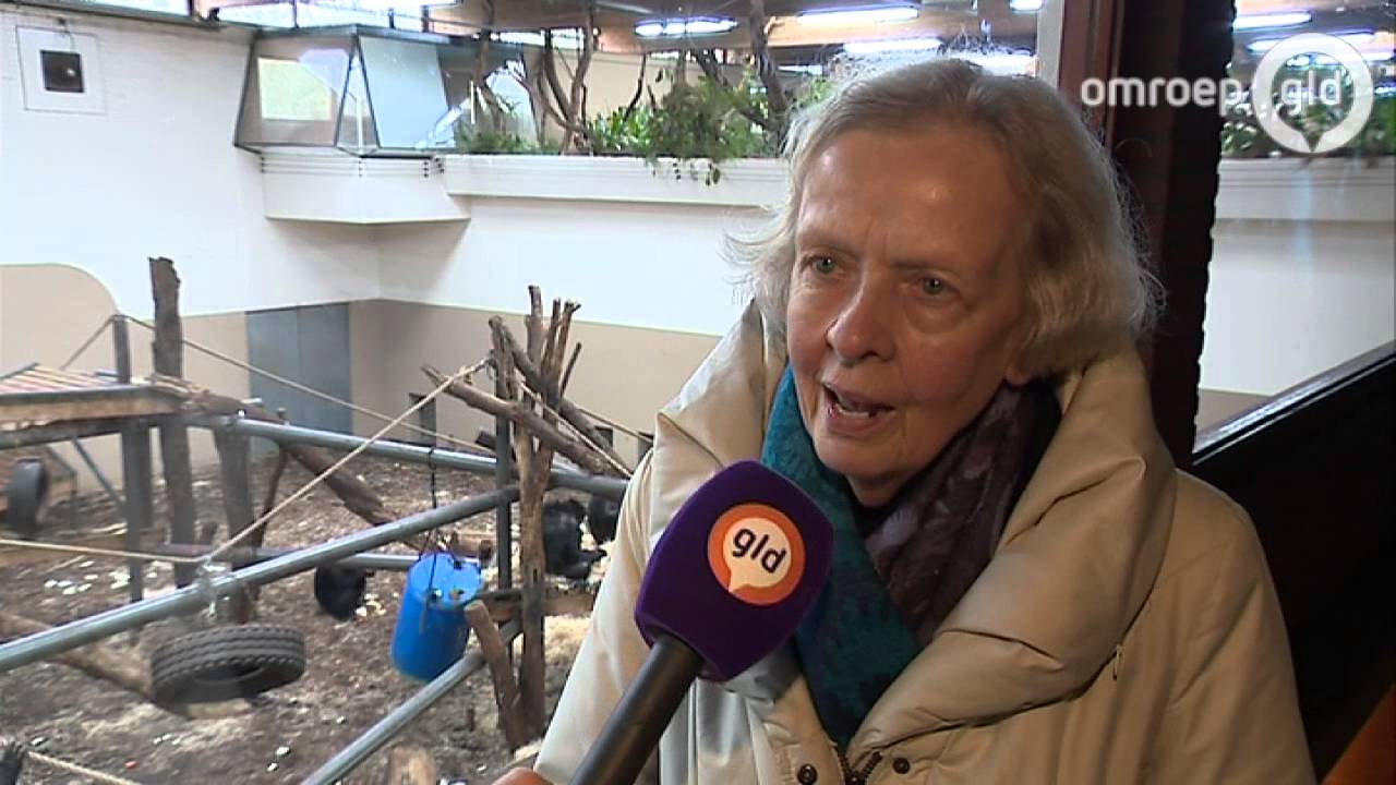 Oudste chimpansee (59) overleden in Arnhem - Omroep Gelderland
