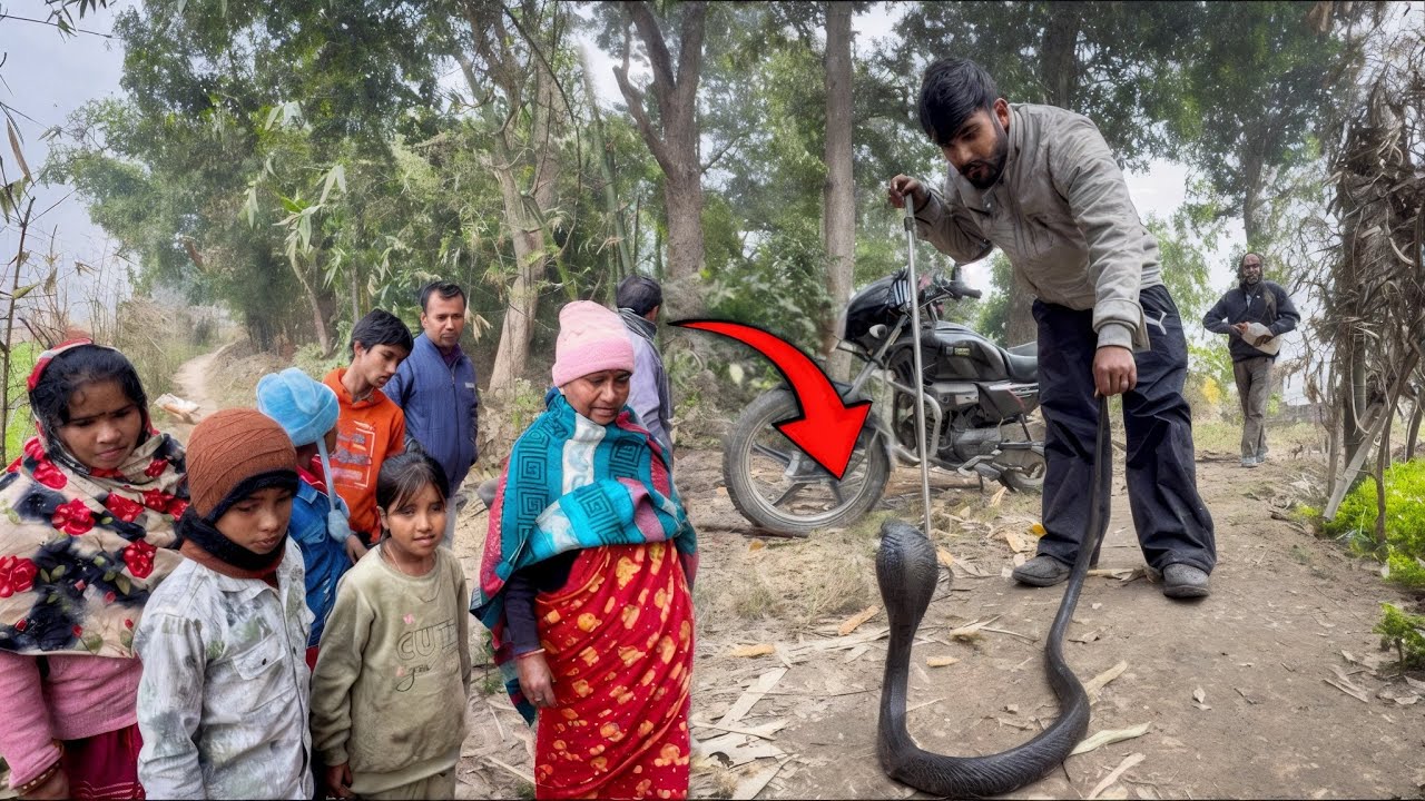 शक्तिफार्म के ईस बस के झार में मिला भूत ही बारा कालिया नाग / indian spectacled cobra 