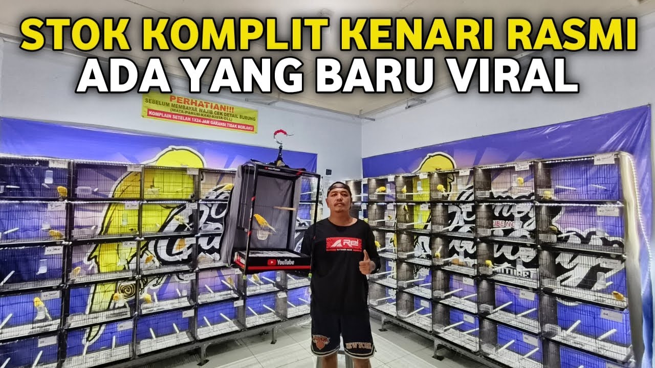 DARI YG MURAH SAMPAI YG MAHAL ADA‼️SPILL KENARI RASMI PROSPEK GANTANG DAN TERNAK TERBARU