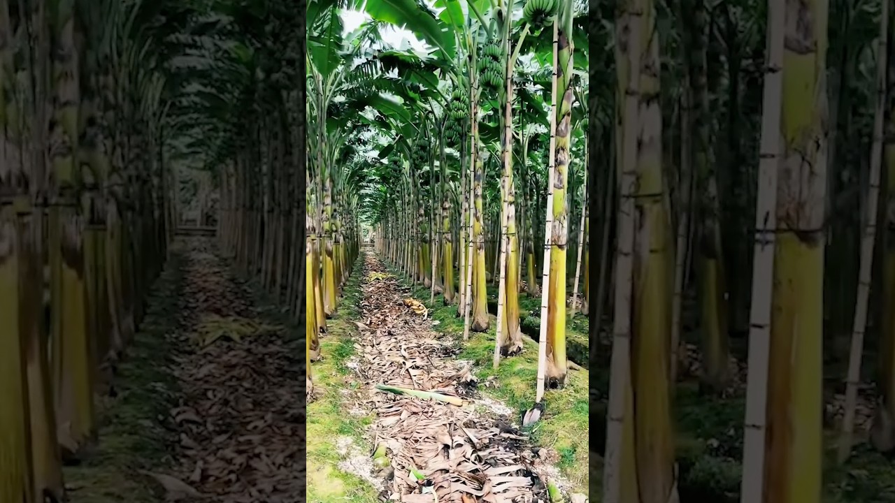 Banana Farming Technique Full Steps #satisfying @RomFarm