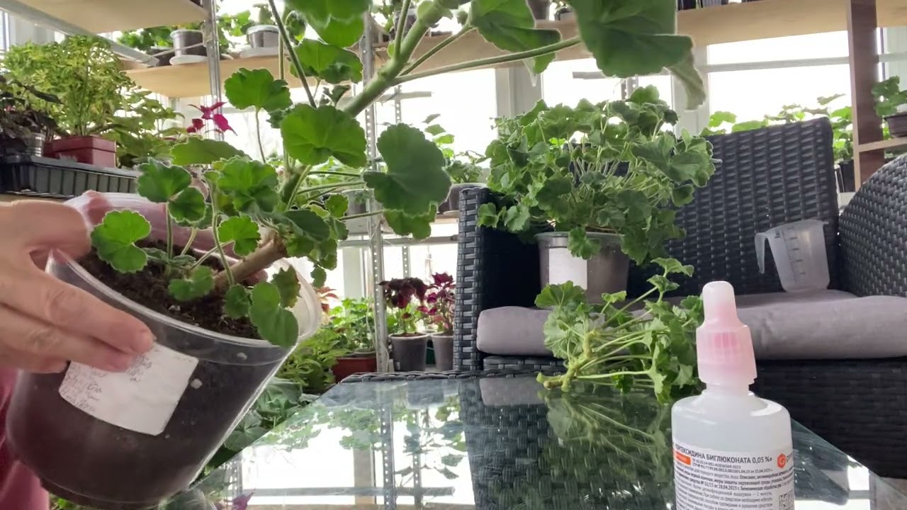 Зимняя обрезка пеларгонии🌺🌺