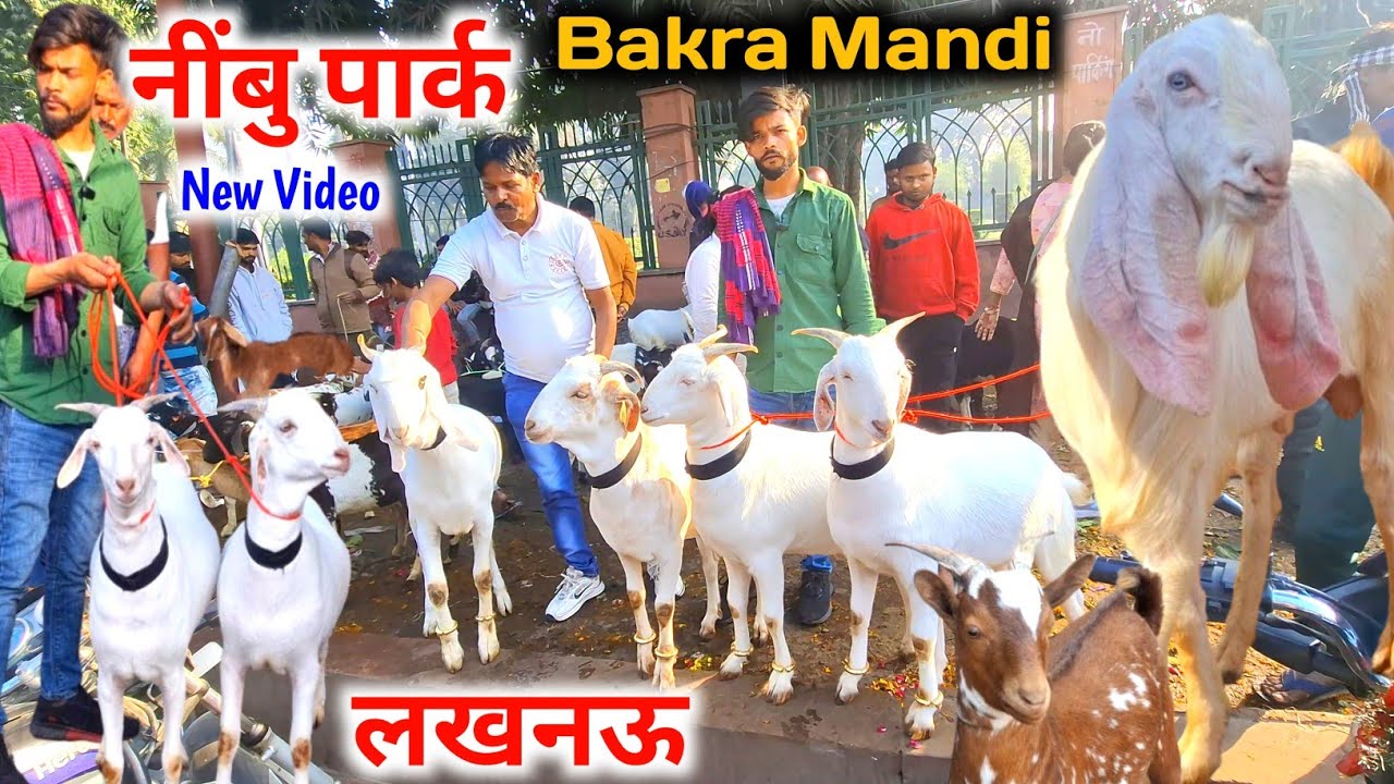 आज नींबु पार्क बकरा मंडी में शानदार बकरे आये |15 Feb 26 |Sunday Nimbu Park Bakra mandi Lucknow up 