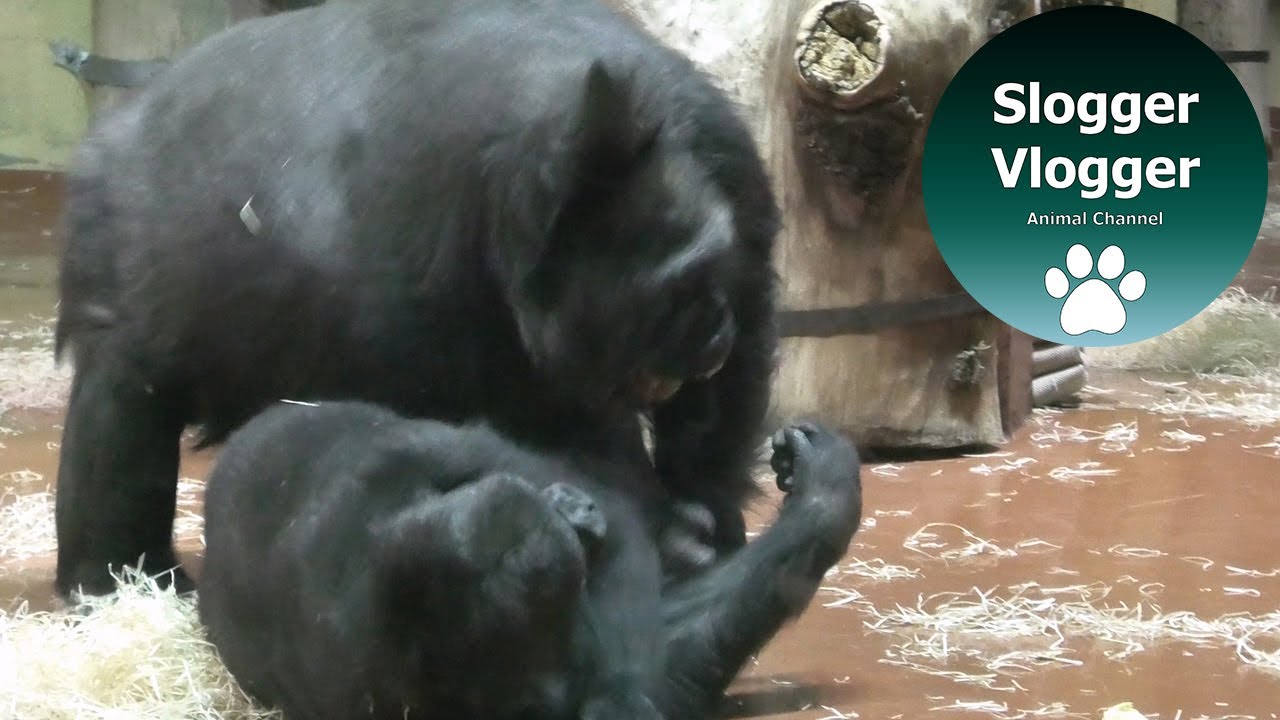 Adult Gorilla Showing Off Her Impressive Fast Commando Rolls