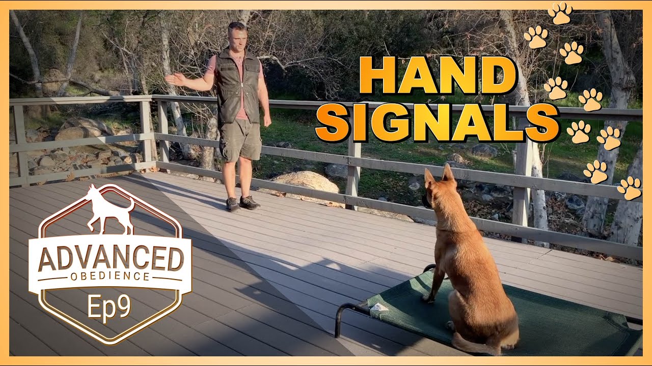 How to Teach Your Dog Hand Signals from a Distance.