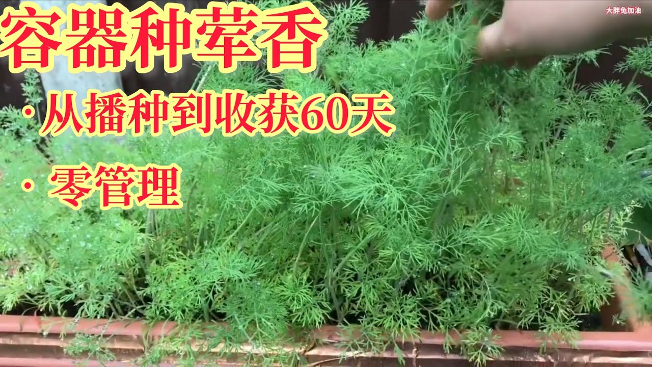 【种植】种荤香，从播种到采收#最后变成美味的饺子how to grow #dill in containers